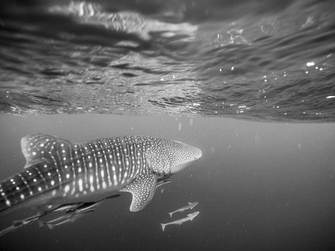 From minnows to whale sharks; securing Microsoft 365 should be a top priority for all businesses.